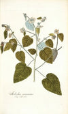 Melochia caraccasana