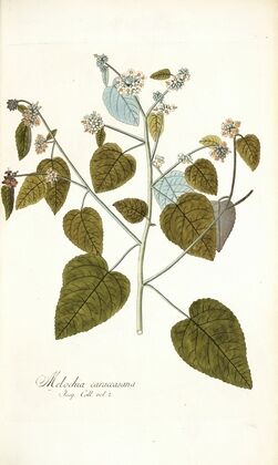 Melochia caraccasana