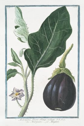 Melongena, fructu oblongo, violaceo – Marignano – Mayenne. (Mad apple)