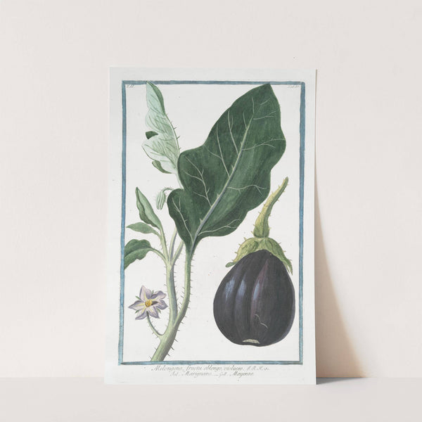 Melongena, fructu oblongo, violaceo - Marignano - Mayenne. (Mad apple) by Giorgio Bonelli