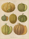 Melons (1876-1886)