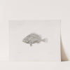 Memoirs of the Museum of Comparative Zoology at Harvard College Pl.08 by Harvard University. Museum of Comparative Zoology