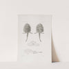 Memoirs of the Museum of Comparative Zoology at Harvard College Pl.23 by Harvard University. Museum of Comparative Zoology
