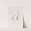 Memoirs of the Museum of Comparative Zoology at Harvard College Pl.29 by Harvard University. Museum of Comparative Zoology