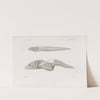 Memoirs of the Museum of Comparative Zoology at Harvard College Pl.32 by Harvard University. Museum of Comparative Zoology
