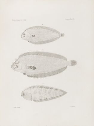 Memoirs of the Museum of Comparative Zoology at Harvard College Pl.52