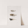 Memoirs of the Museum of Comparative Zoology at Harvard College Pl.88 by Harvard University. Museum of Comparative Zoology