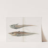 Memoirs of the Museum of Comparative Zoology at Harvard College Pl.91 by Harvard University. Museum of Comparative Zoology
