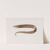 Memoirs of the Museum of Comparative Zoology at Harvard College Pl.97 by Harvard University. Museum of Comparative Zoology