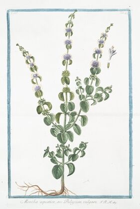 Mentha aquatica, seu Pulegium vulgare. (Wild mint, water mint, marsh mint, Bergamot Mint Eau-de-cologne Mint Lemon Mint Orange Mint Water Capitate Mint)