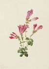 Lily Twayblade (Liparis liliifolia) (1920)