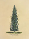 Menzies’ Spruce (1872)