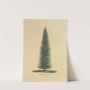 Menzies’ Spruce (1872) by Dellon Marcus Dewey