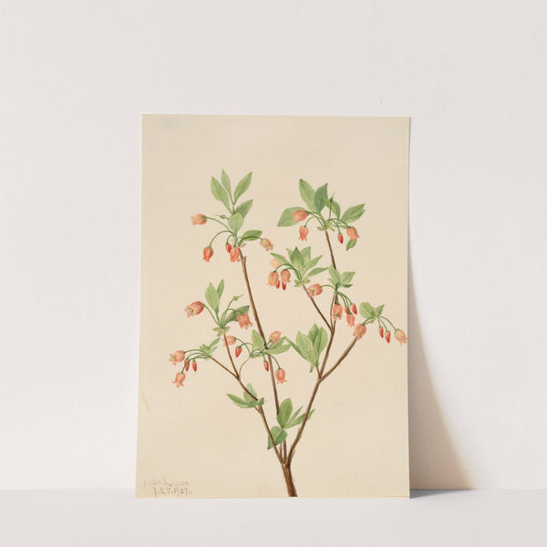 Menziesea (Menziesea glabella) (1907) by Mary Vaux Walcott
