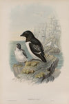 Mergulus alle. Little Auk. (1862-1873)
