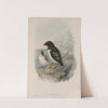 Mergulus alle. Little Auk. (1862-1873) by John Gould