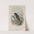 Mergulus alle. Little Auk. (1862-1873) by John Gould