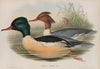 Mergus castor. Goosander. (1862-1873)
