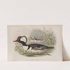 Mergus cucullatus. Hooded Merganser. (1862-1873) by John Gould