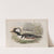 Mergus cucullatus. Hooded Merganser. (1862-1873) by John Gould