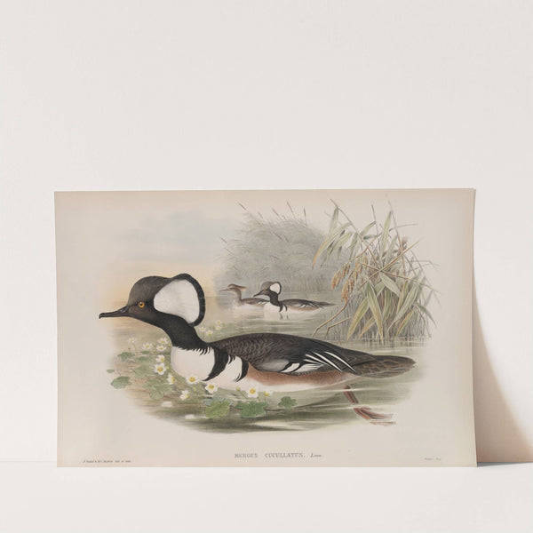 Mergus cucullatus. Hooded Merganser. (1862-1873) by John Gould