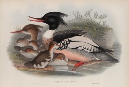 Mergus serrator. Merganser. (1862-1873)