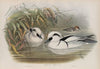 Mergus umbellus. (1862-1873)