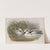 Mergus umbellus. (1862-1873) by John Gould