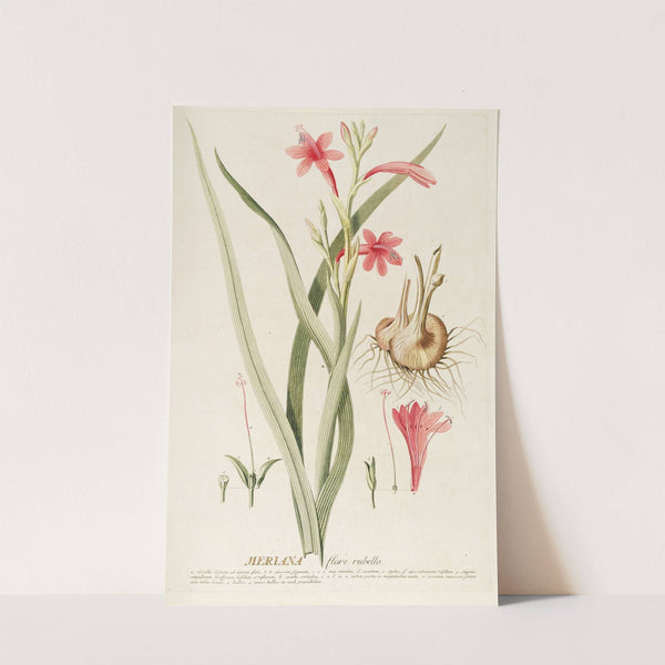 Meriana by Georg Dionysius Ehret