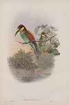 Merops apiaster. Bee-eater. (1862-1873)