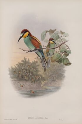 Merops apiaster. Bee-eater. (1862-1873)