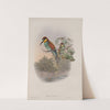 Merops apiaster. Bee-eater. (1862-1873) by John Gould