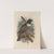 Merula Alpestris (1899-1902) by Henry Seebohm