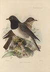 Merula Atrigularis (1899-1902)