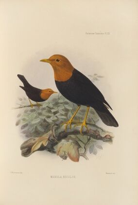 Merula Bicolor (1899-1902)