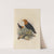 Merula Bicolor (1899-1902) by Henry Seebohm