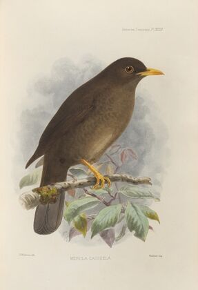 Merula Cacozela (1899-1902)