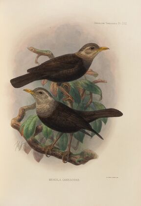 Merula Canescens (1899-1902)