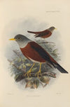 Merula Castanea (1899-1902)
