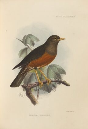 Merula Celebensis (1899-1902)