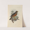 Merula Celebensis (1899-1902) by Henry Seebohm