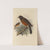 Merula Chrysolaus (1899-1902) by Henry Seebohm