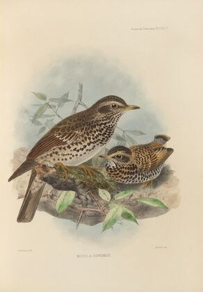 Merula Eunomus (1899-1902)