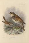 Merula Eunomus. (1899-1902)