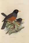 Merula Euryzona (1899-1902)
