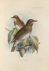 Merula Feae (1899-1902)