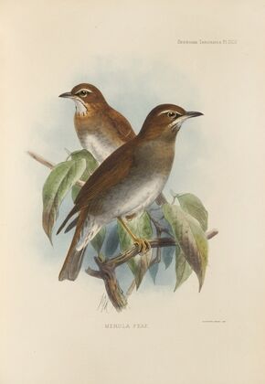 Merula Feae (1899-1902)