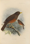 Merula Fumida (1899-1902)