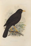 Merula Gigantodes (1899-1902)