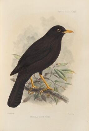 Merula Gigantodes (1899-1902)